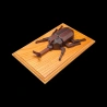 Karakuri-Box : Kabuto - Vue aérienne en diagonale gauche du scarabée rhinoceros sur son socle - Créateur : Taisho Iwasaki